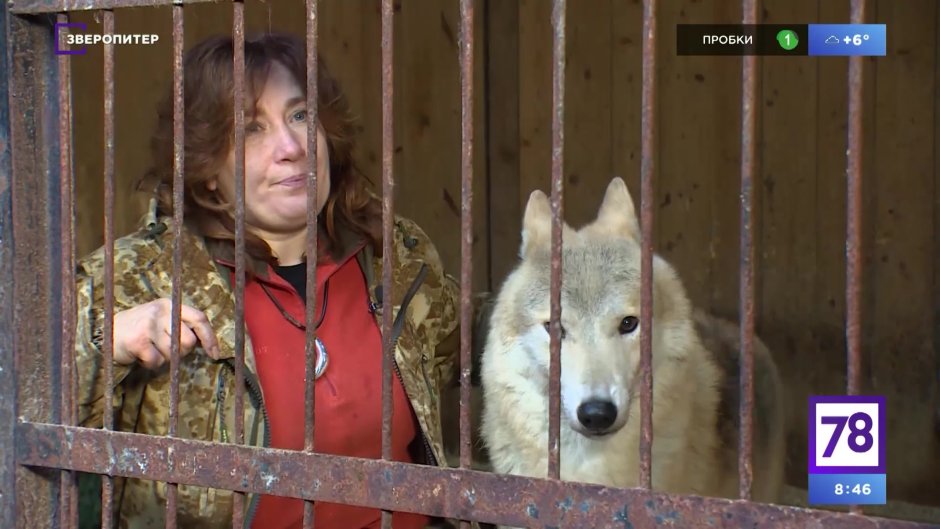 Вольфхунды Юлии Семенович