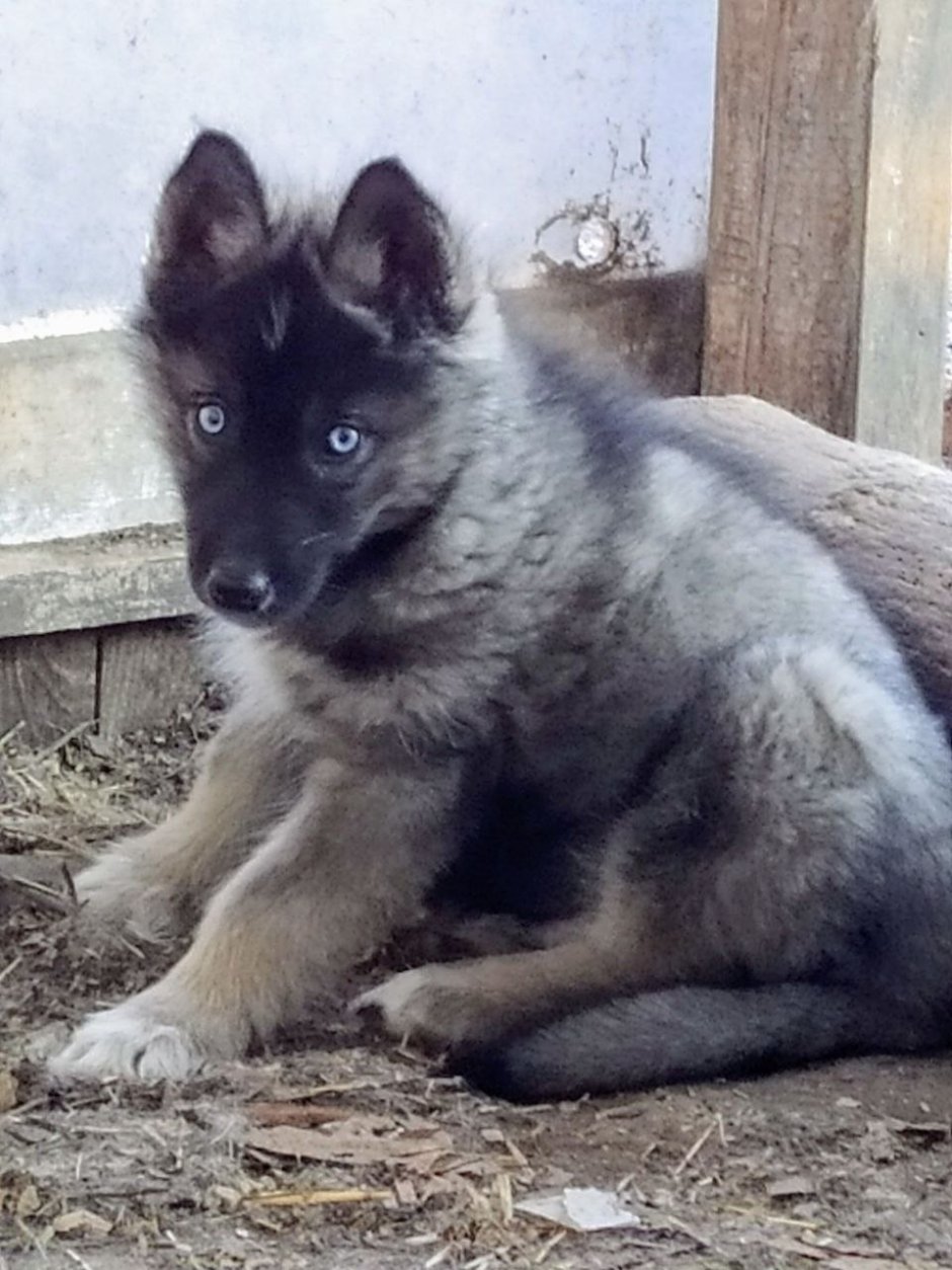 Порода волкособ