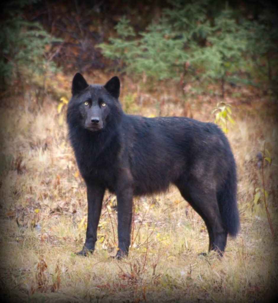 Вольфхунд рыжий