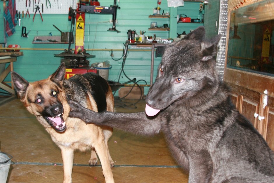 Волкособ с овчаркой