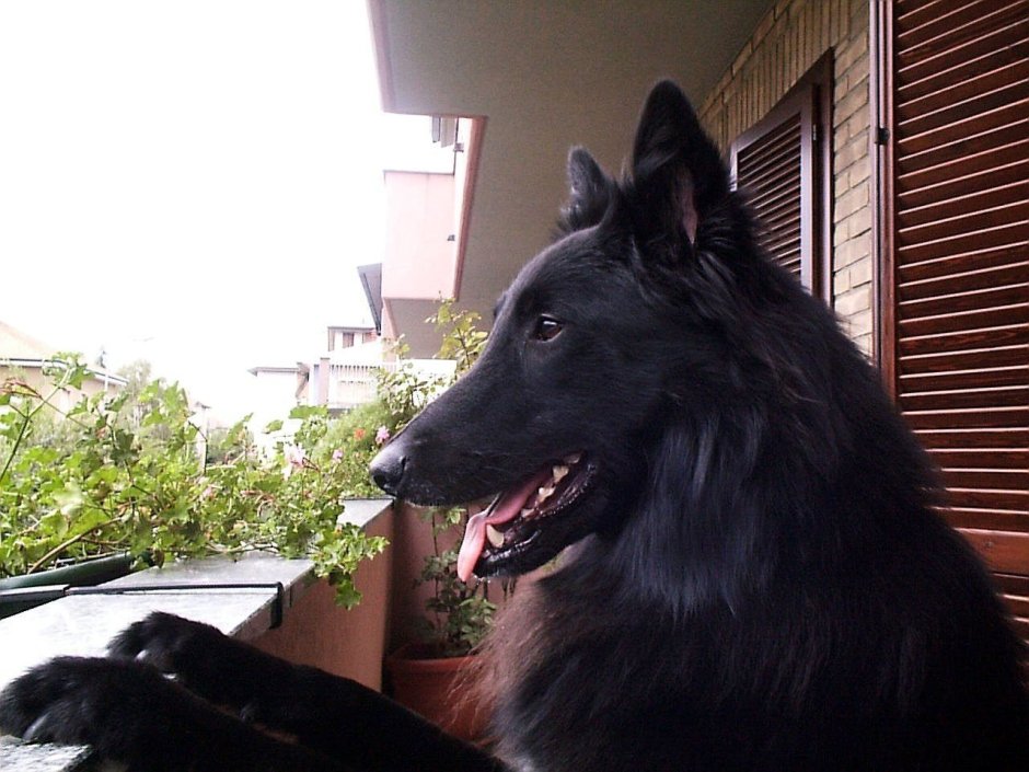 Черная румынская овчарка