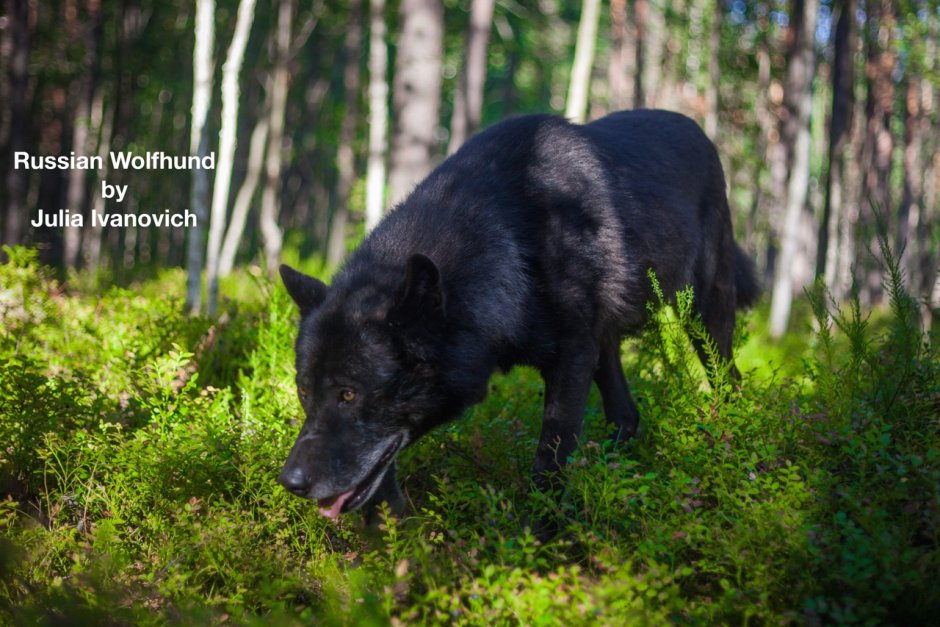 Волкособ русский вольфхунд