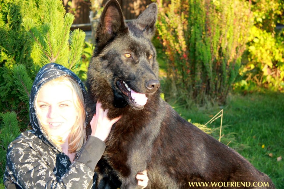 Юлия Иванович вольфхунд