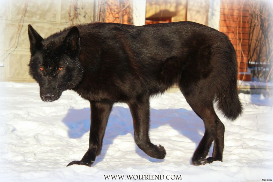 Волкособ гибрид немецкая овчарка черная