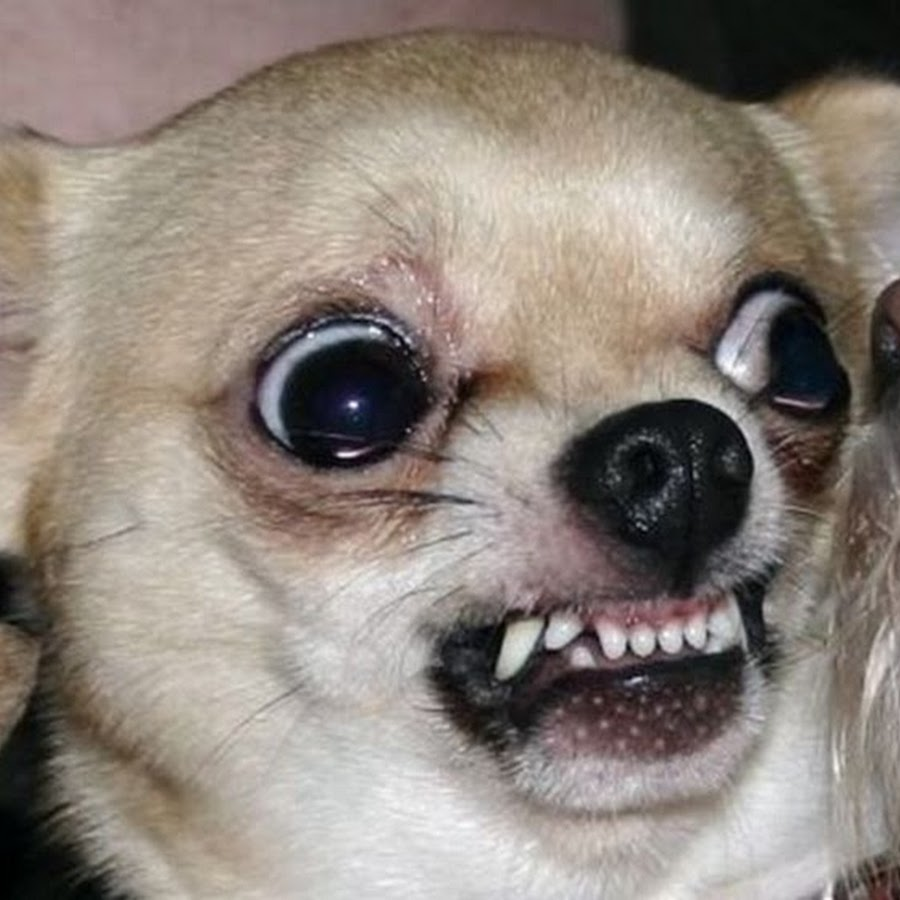 Чихуахуа злится