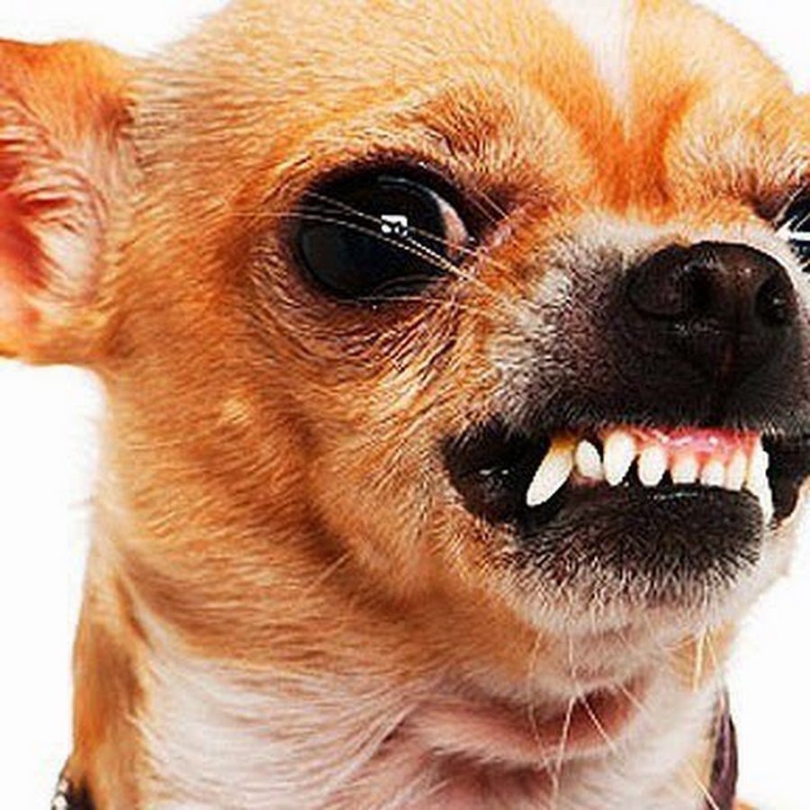 Чихуахуа Хуа злая