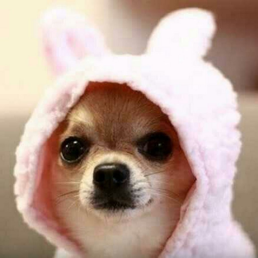 Топ 10 самых маленьких собак