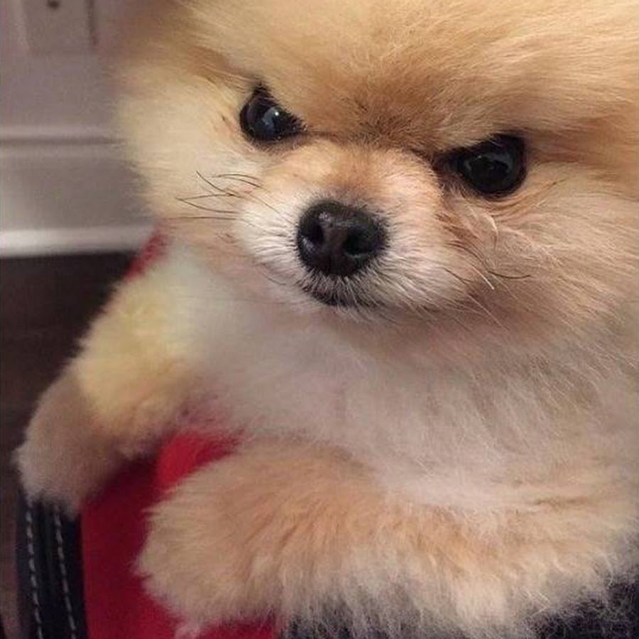 Злой померанский шпиц