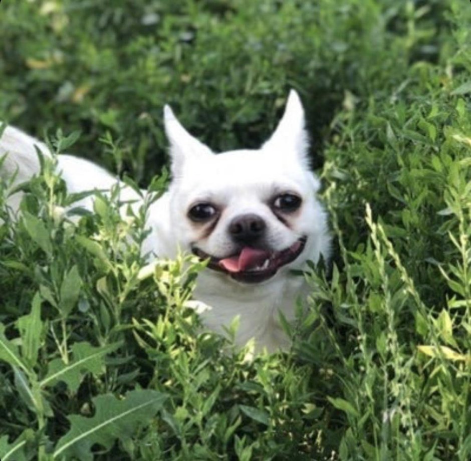 Злобная чихуахуа