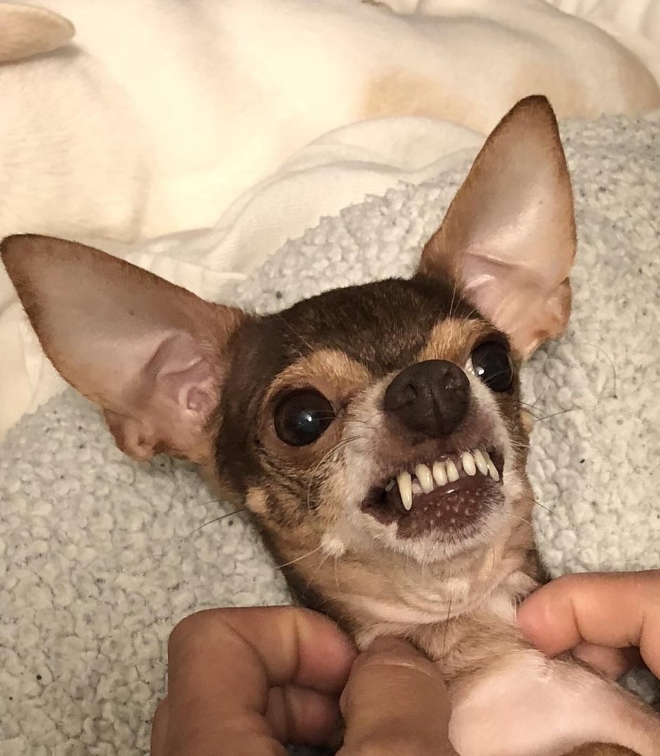 Злая чихуахуа