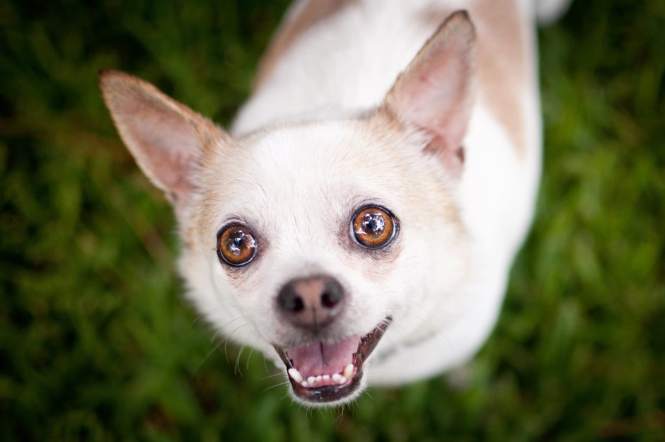 Американский чихуахуа