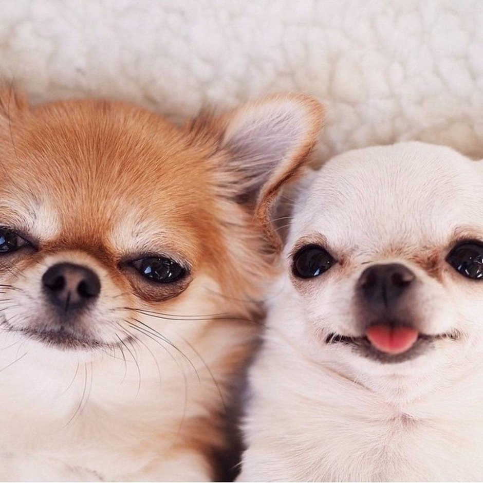 Щенки чихуахуа