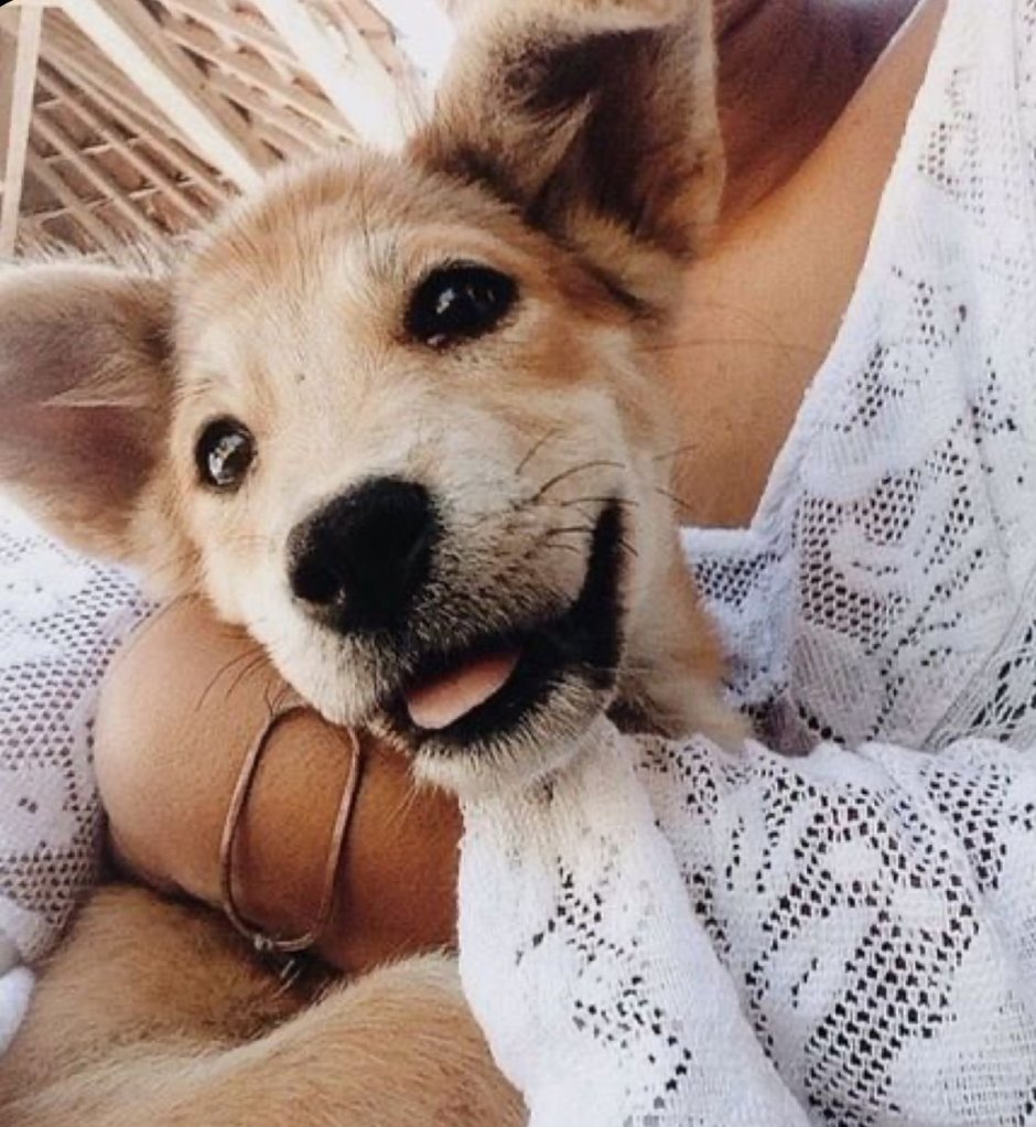 Щенок Инстаграмм