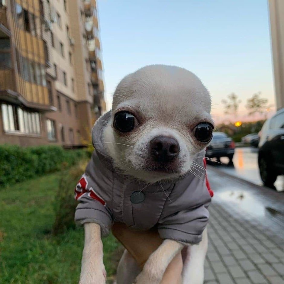 Бойцовый чихуахуа