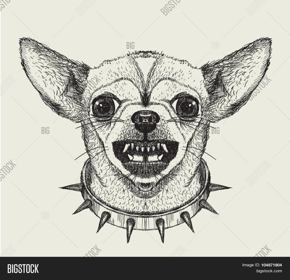 Тату чихуахуа эскиз