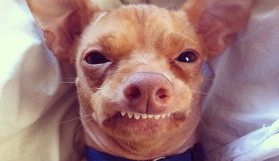 Злая собака чихуахуа