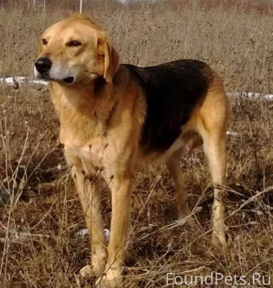 Русская гончая черноспинная