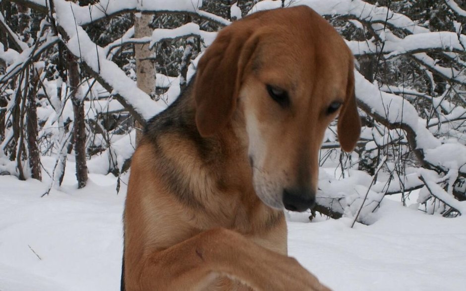 Русская гончая собака