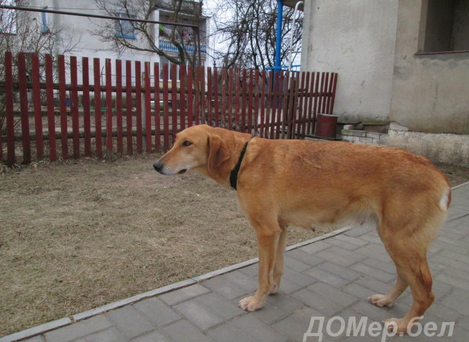 Русская гончая Багряная