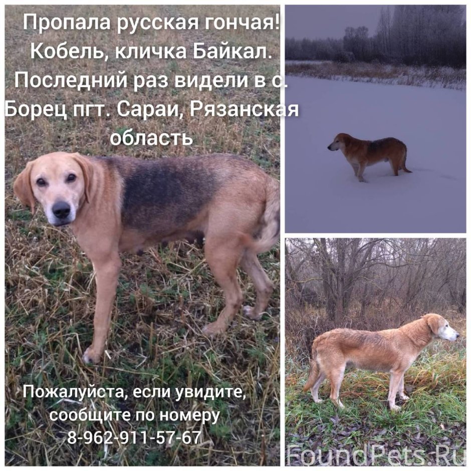 Потерялась гончая