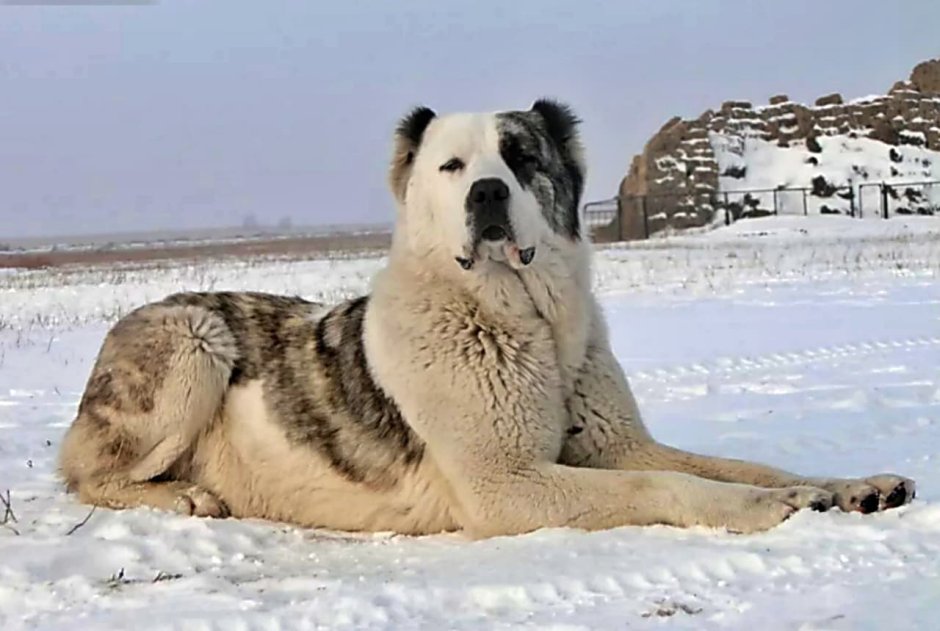 Алабай тобет
