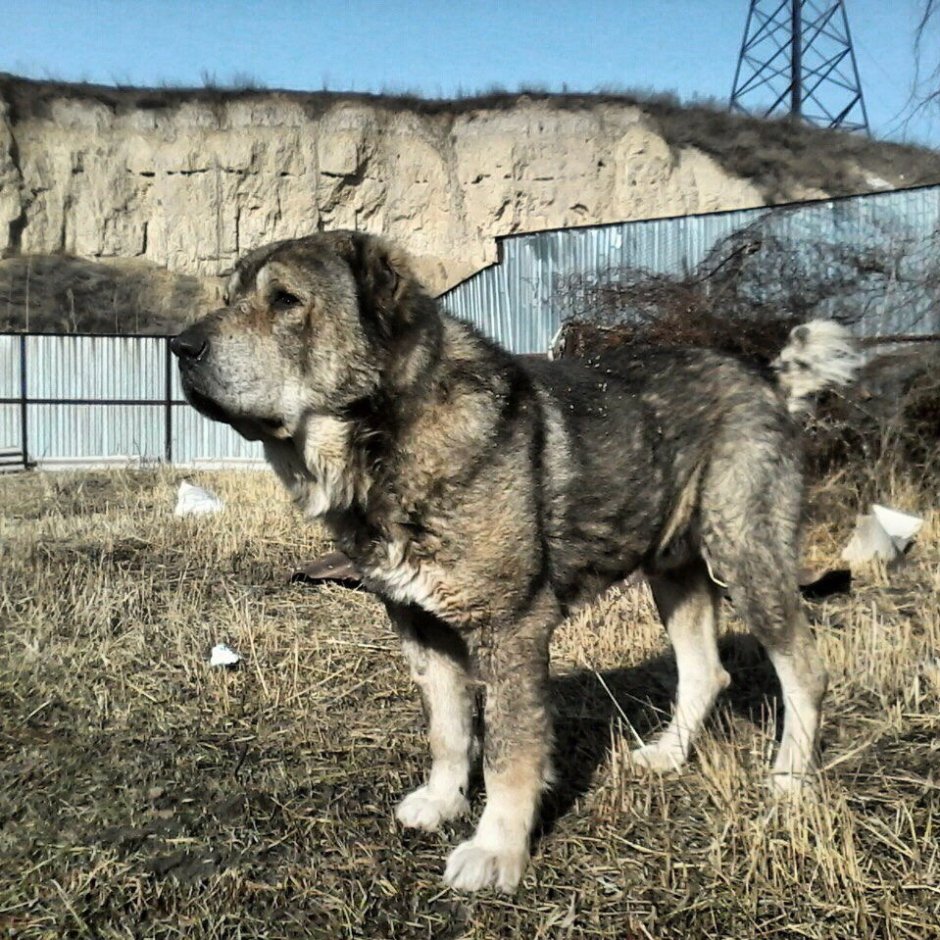 Туркменский алабай кангал