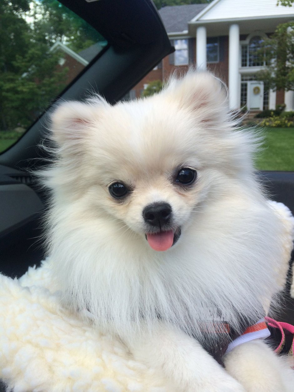 Pomeranian Spitz чихуахуа метис