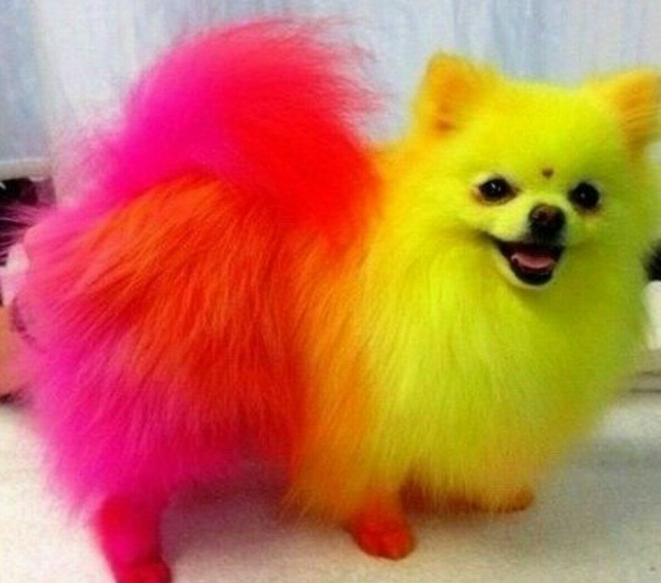 Немецкий шпиц метис