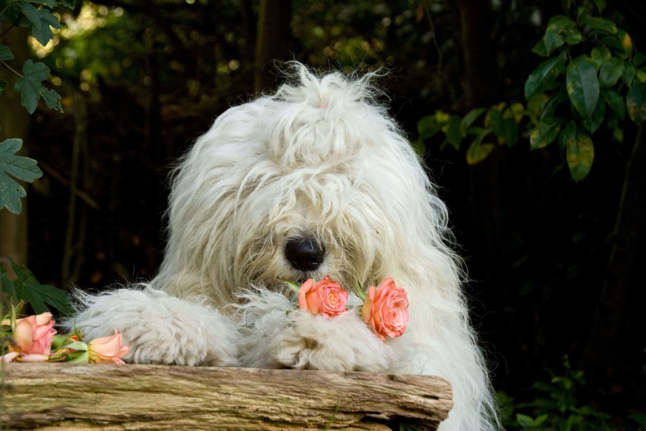 Fluffy на английском