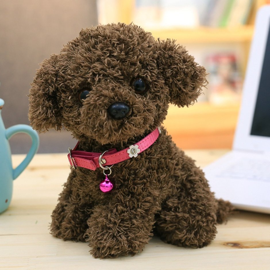 Teddy Poodle порода