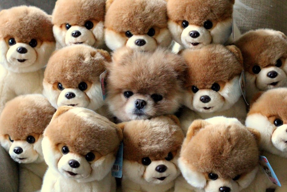 Шпиц среди игрушек