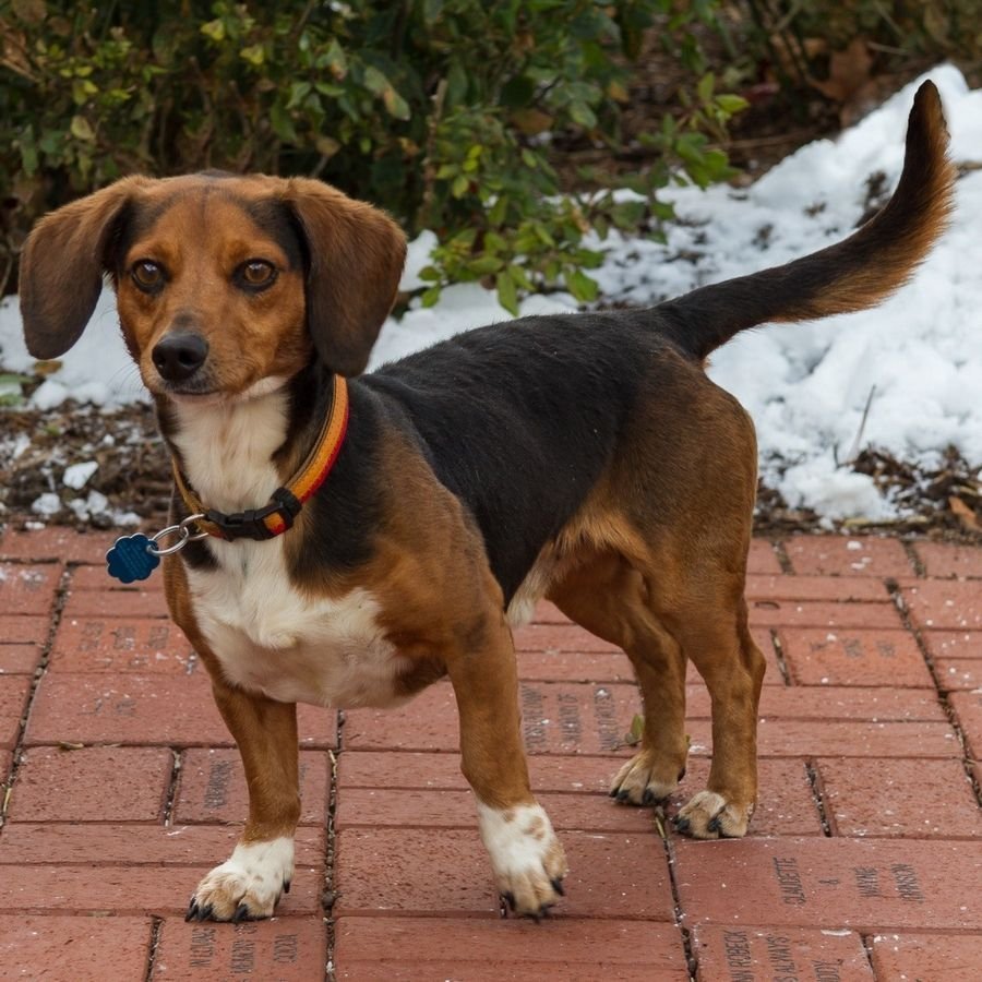 Бигль помесь