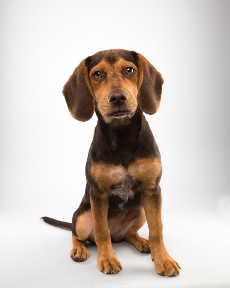 Породы таксы Бигль