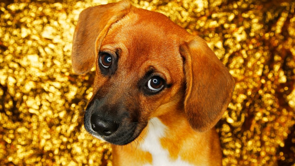 Щенячьи глазки