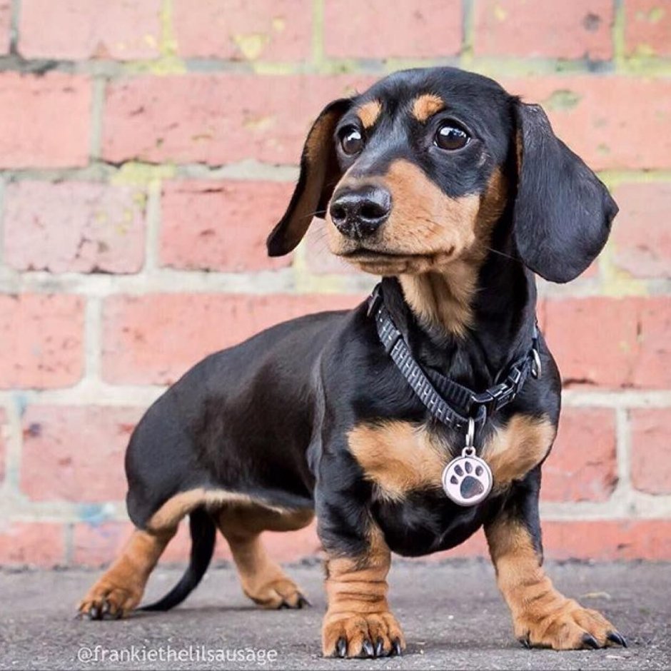 Бигль и такса