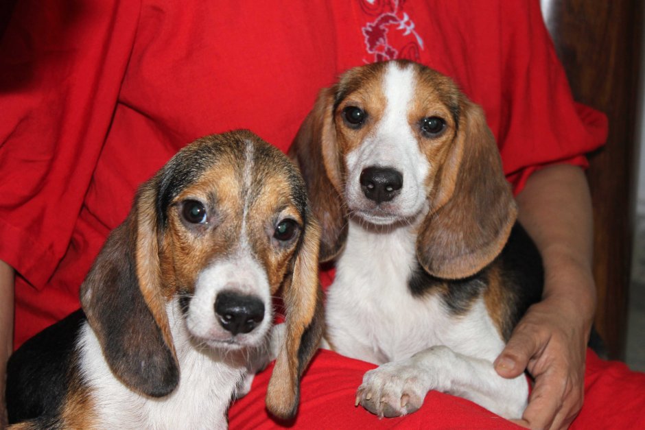 Метис с биглем