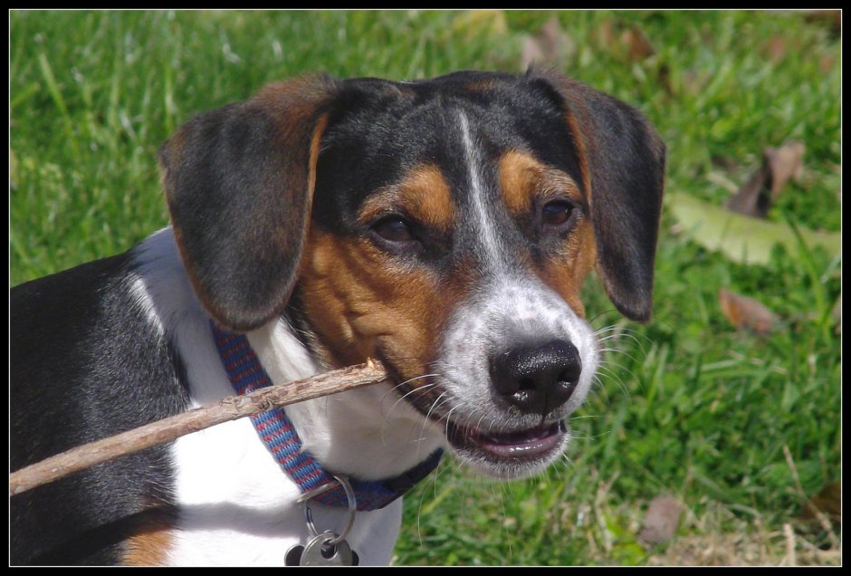 Метис Джек Рассел и бигня