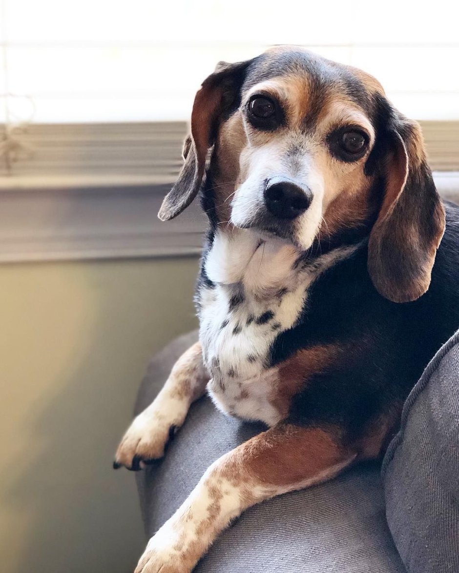 Бигль помесь