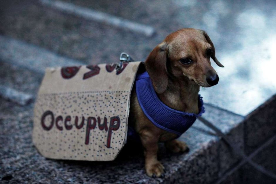 Такса Эстетика