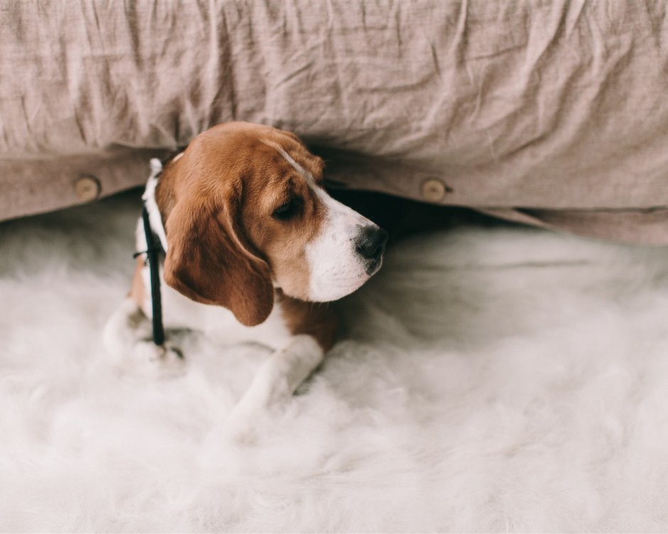 Реклама биглей