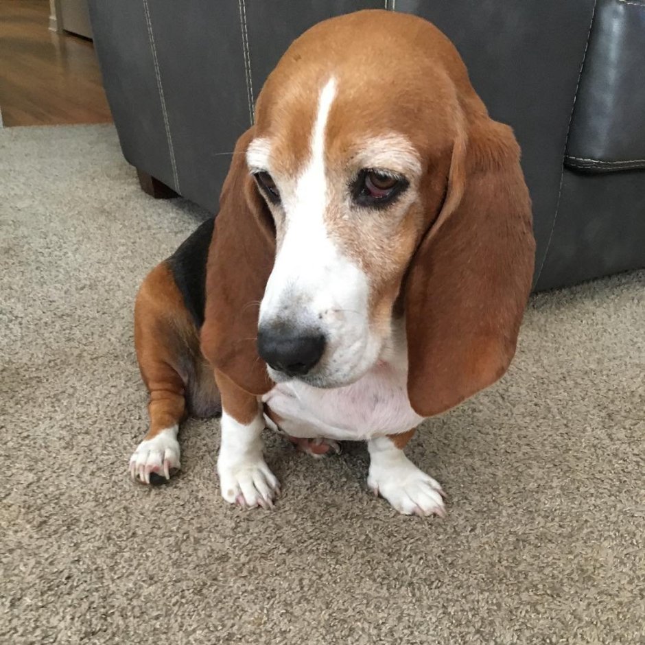 Бигль и такса