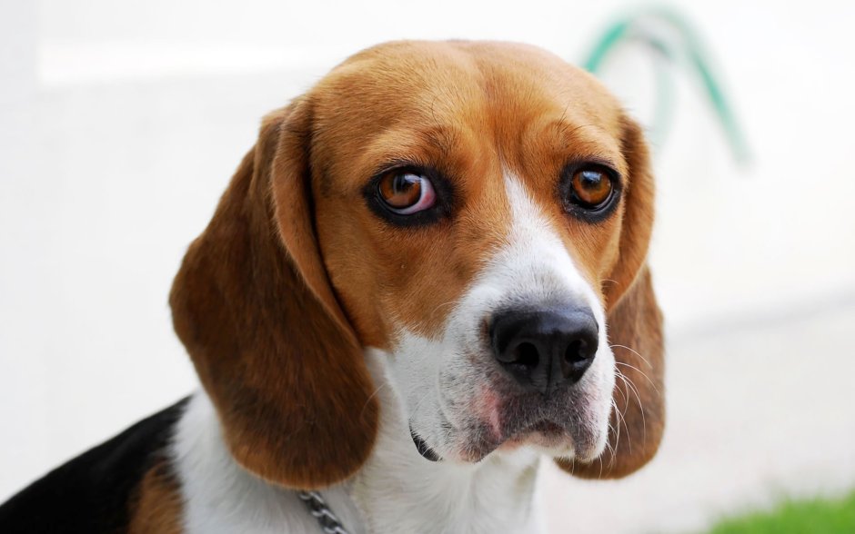 Королевский Бигль