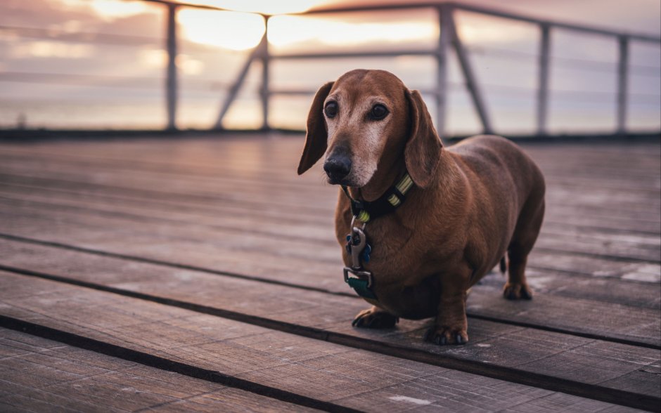 Порода собак Бигль