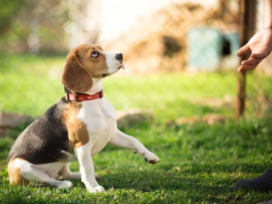 Короткошерстные собаки Бигль