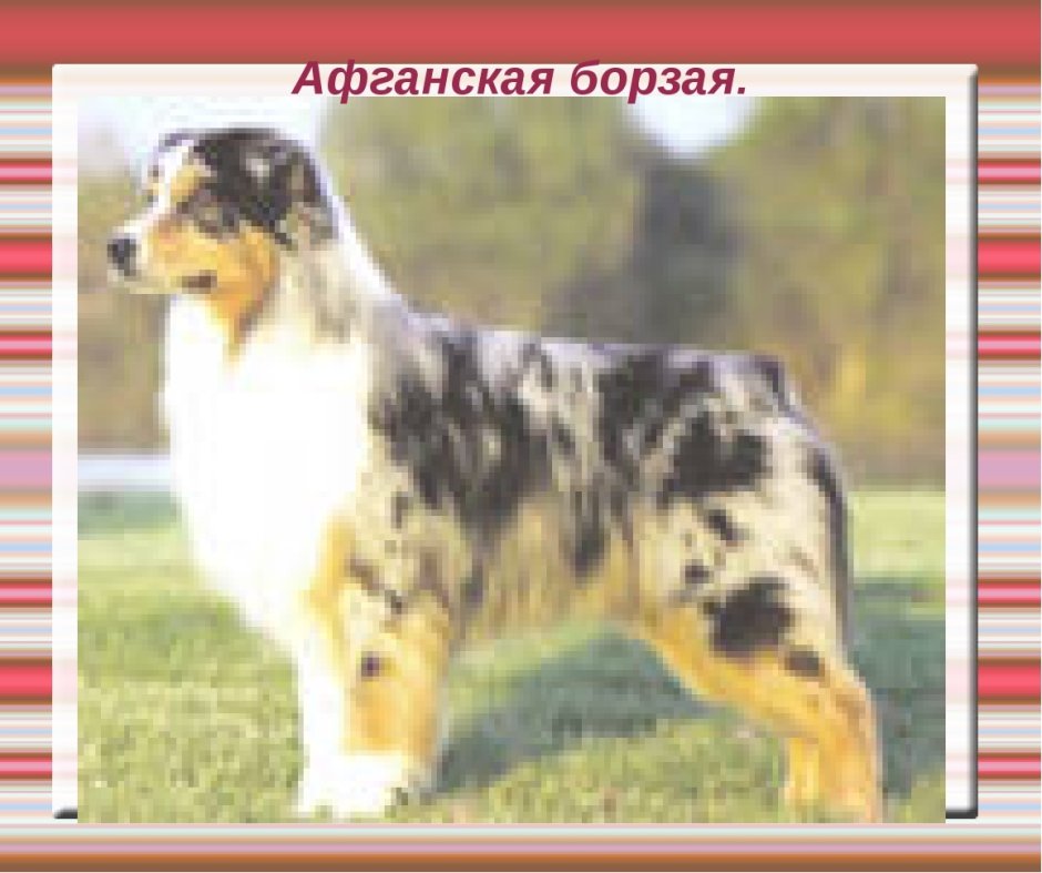 Афганская овчарка колли