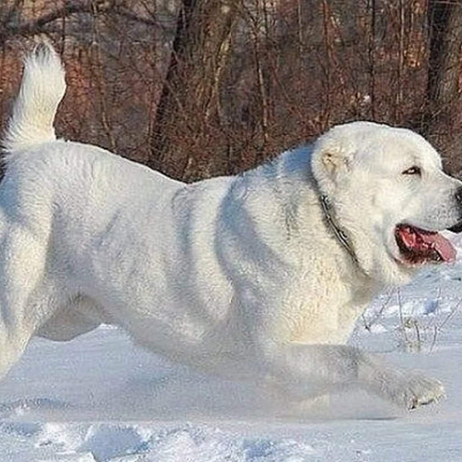 Туркменский алабай Бойцовый