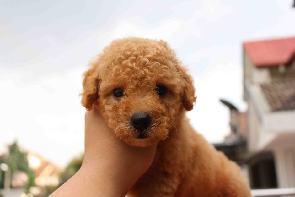 Toy Poodle personality