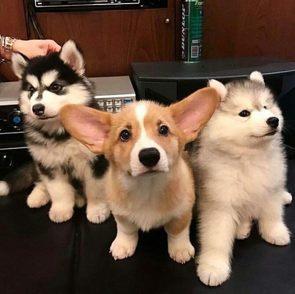 Корги и самоед