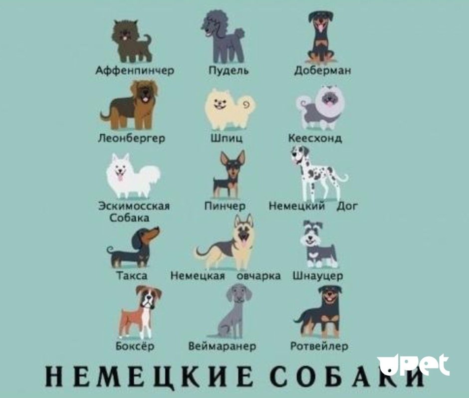 Породы собак на немецком языке