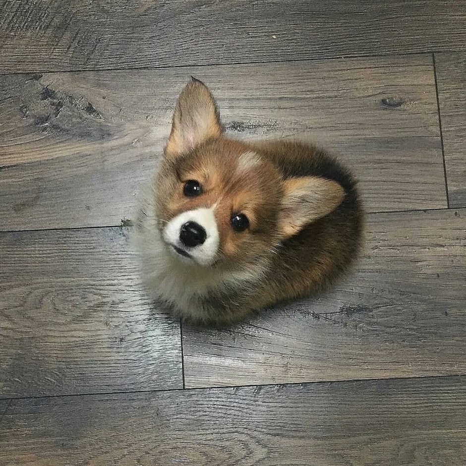 Вельш корги и шпиц